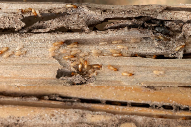 Trusted Alum Rock, CA Pest Control Experts