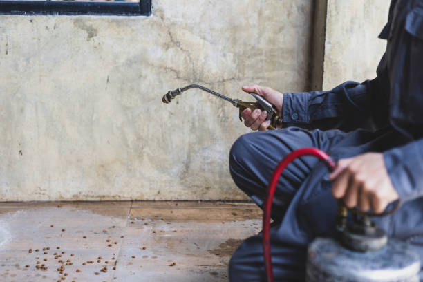 Wasp Removal Services in Alum Rock, CA